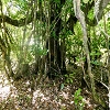 Plants: image 36 Of 208 Thumb